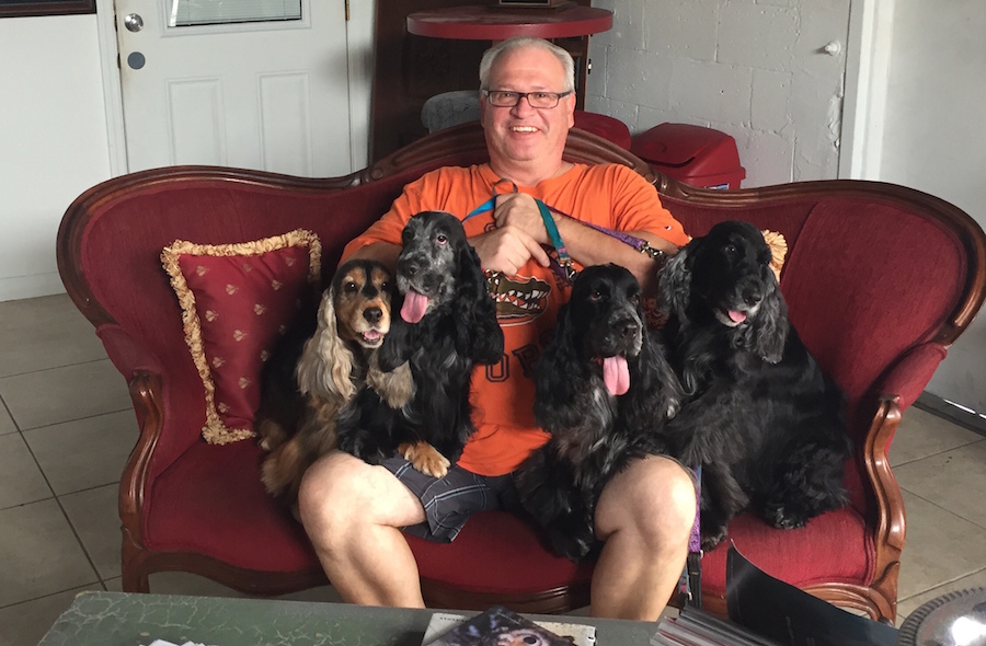 Cocker Spaniels receiving dental care