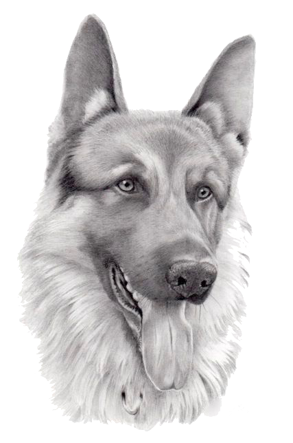 German Shepherd receiving dental care