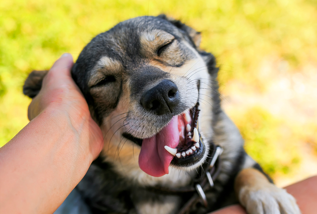 Happy dog after dental care