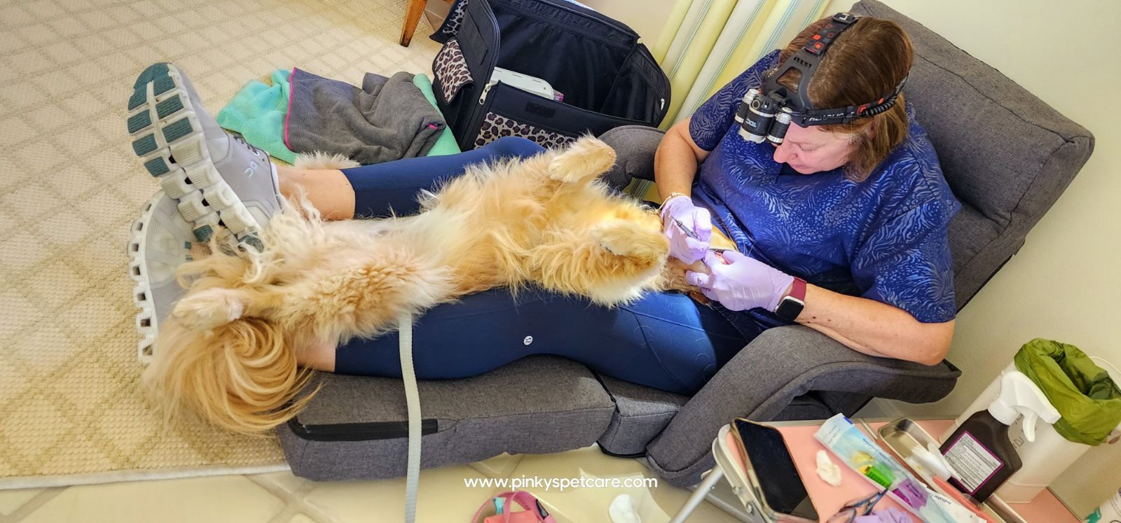 Pinky's Pet Care technician performing in-home dental care