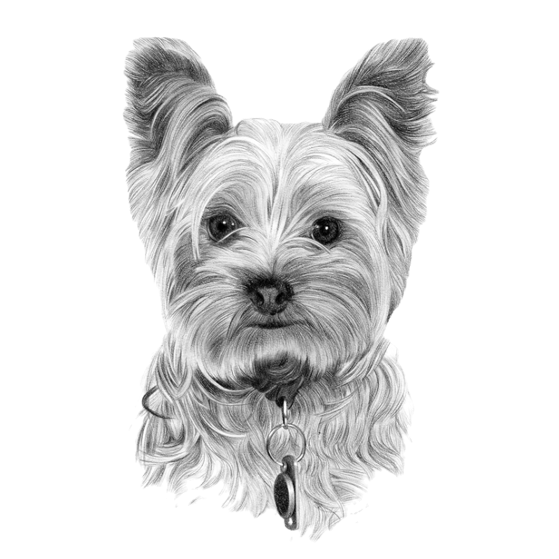 Yorkie receiving dental cleaning